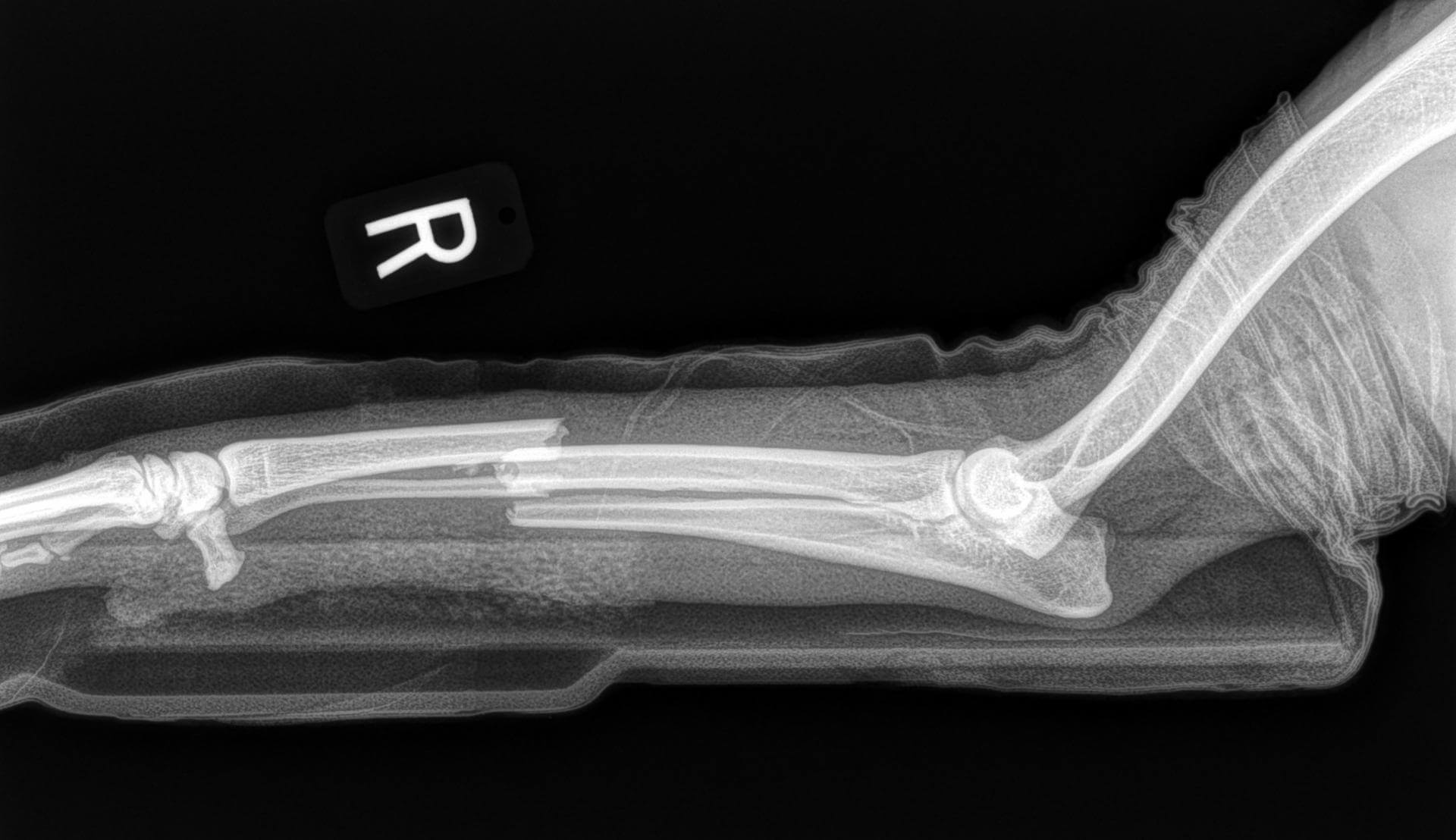 Thoracic Limb Fractures Oakdale Veterinary Group